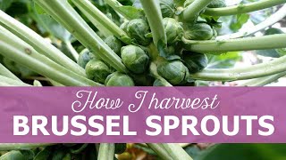 How I harvest brussels sprouts