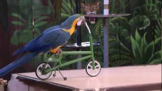 Funny parrot show...