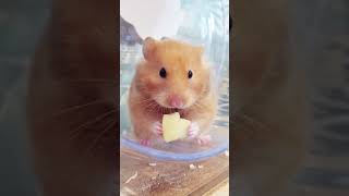 Hamster eats apple heart 🍎🧡