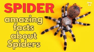 Amazing facts about spiders 🕷️ you might not know | Facts about Spider 🕷️ 2023 | Pets and Us