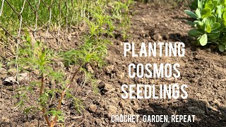 Planting My Cosmos Seedlings 🌸 Crochet, Garden, Repeat