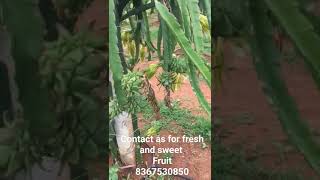 Dragon fruit farming #Dragon fruit #shorts