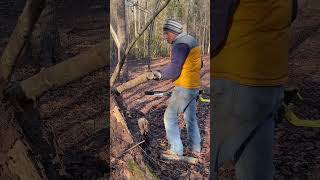 Cutting #wood  with #chainsaw  for #firewood #diyprojects #wintertime