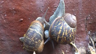 AwA Garden Snails  (Cantareus asperses)