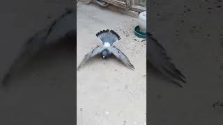 Vlog 13 - best ever Roller Pigeon on earth 🥰😱 #viral #short my pigeon.hai kabootar status kabootar