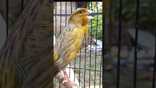 Training for canary bird singing #canarytrainingsong #canarybelga #birds