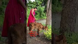 village cooking channel / village girl / beautifull village / #shorts