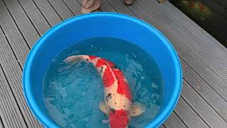 Phil walkers Stunning Koi Pond