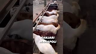 Sanjari goat farms mahapoli