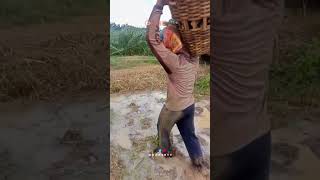 Wanita cuma tinggal mrengut 😌 #shortvideo #shorts #petani