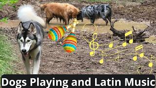 ❤🐕🌲🎼Dogs Playing in the forest and Latin music  Beautiful Dogs living their best life🎼🌲🐩 ❤