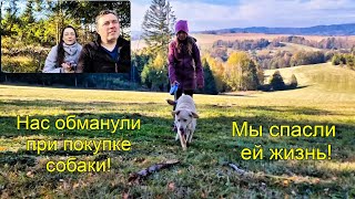 Нас обманули при покупке собаки! Мы спасли ей жизнь!