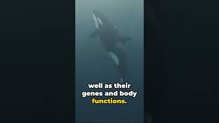 The Truth About Killer Whales: A Deep Dive