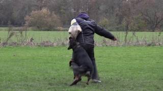 South Valley sports dog sport club trial ipo schutzhund