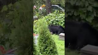 Oso negro en New Jersey