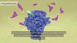 Cell Biology: 3D animation of Ribosomes | 70S & 80S Ribosomes |