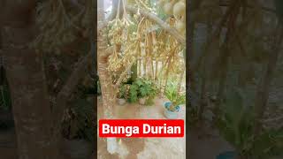 BUNGA DURIAN DEKAT KANDANG AYAM PETELUR#shorts #trending #viral