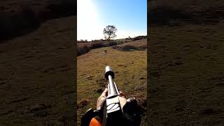 magnifique tir sanglier - 2 impact puissant ! #corsica #wildboar #aimpoint #hunting