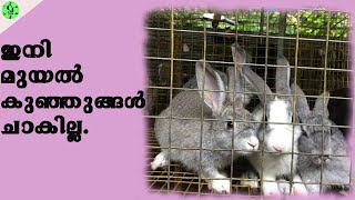 മുയൽ കുഞ്ഞുങ്ങളെ സംരക്ഷിക്കാം|Protect  your  rabbit  Bunnies|മുയൽ വളർത്തൽ|CJ Farms