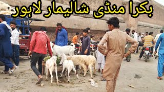 Bakra Mandi Shalimar Bagh Lahore Pakistan