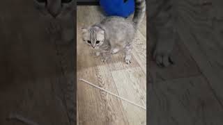 миленькие котики котики