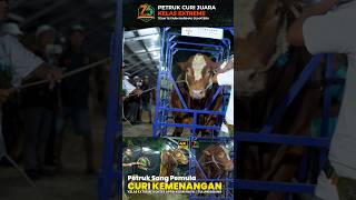 Sapi Petruk sang pemula dikelas extreme curi kemenangan #sapi #sapipteruk #sapilimousin #sapimonster