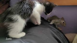 Baby squirrel and kitten playing