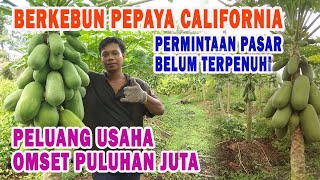 Berkebun Pepaya California - Peluang Usaha Omset Puluhan Juta