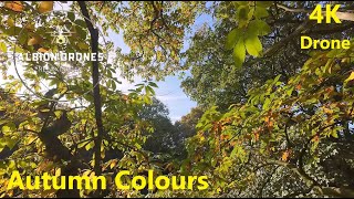 Autumn Colours - Drifting through the trees, Spud Woods, Lymm - DJI AVATA2 4K 60fps