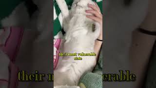 Why do cats sleep with you