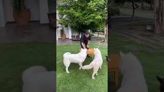 MS Dhoni celebrating birthday with pet dogs 🍰🐶 #msdhoni #dhoni #msd #csk #thala #happybirthdaydhoni