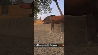 kathiyawadi power in kathiyawad...|| horse riding #shorts #viral #subscribe #horse #horseriding