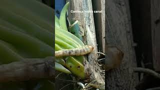 Broca nas orquídeas - link do vídeo completo na descrição