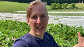 Donating summer squash to food pantries