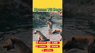 Dogs vs Hyena #animals #wildanimal #shortsviral