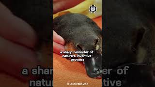 Platypus 🦆🦦 Nature's Most BIZZARE Creation 💕#shorts #platypus #animal #animals