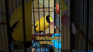 Pagi-pagi berisik, sudah bangunin orang #kepodangemas #burung #kicaumania