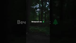 Лес 🌲