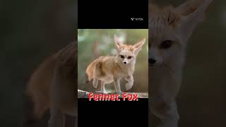 Pokemon in real #pokemon #pokemonbattle #fennec #shorts #viral #anime #animeedit #marvel #pikachu