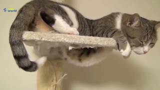 Funny Cats Sleeping in Weird Positions Compilation