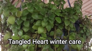 Tangled Heart winter care