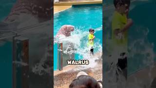 Walrus Performs The Wrong Stunt 😭