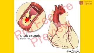 fisiología cardiovascular 11