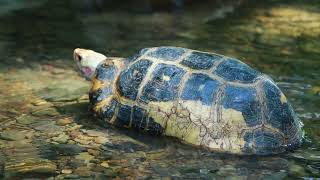 Survival in the rainforest-Man met turtle & cook turtle egg with welsh onion in green pepper- Eating