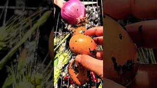 p555 | Balut eggs are super delicious #asmr #mukabang #funny