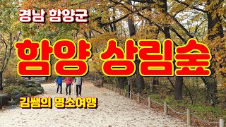 [전국여행] 함양상림숲/ 경남 함양군 상림숲 단풍, 힐링산책하기 좋은 상림숲/ HD 1080으로 시청 권유 함