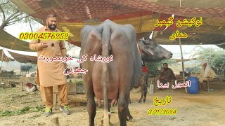 Noor shah ki top buffalo for sale Okara Animal TV 3/11/2024 03004576252 لوکیشن گیمبر منڈی