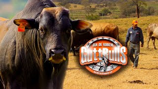 DIA A DIA E ENTREVISTA COM A CIA GUTT BULLS DO GRANDE PARCEIRO JUNINHO GUTTIERRES /PT1