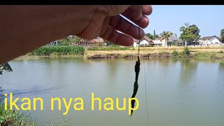 ikan nila nya sangat banyak  bekas galian pasir