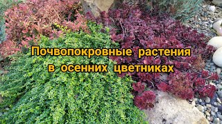 ПОЧВОПОКРОВНЫЕ РАСТЕНИЯ в моих осенних цветниках. ЯРКИЕ коврики из многолетников.